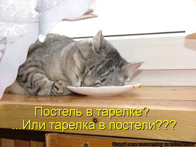 Котоматрица: ...Или тарелка в постели??? Постель в тарелке?
