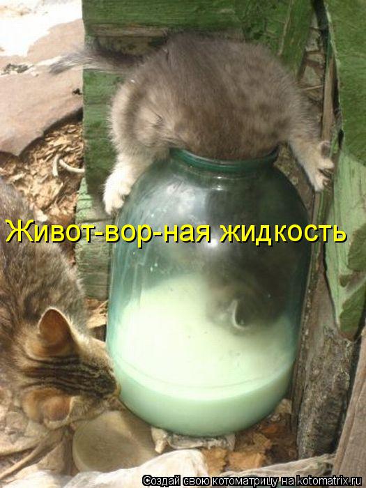 Котоматрица: Живот-вор-ная жидкость