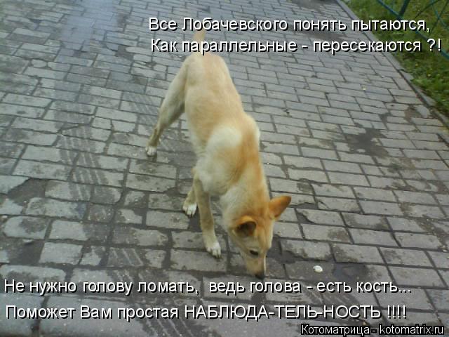 Котоматрица: Все Лобачевского понять пытаются, Как параллельные - пересекаются ?! Не нужно голову ломать,  ведь голова - есть кость... Поможет Вам простая Н