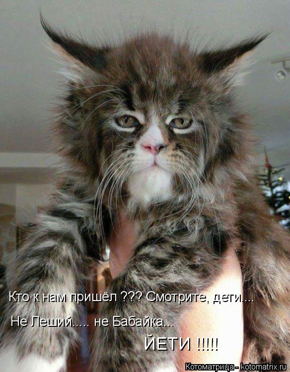 Котоматрица: Кто к нам пришёл ??? Смотрите, дети.... Не Леший..... не Бабайка...  ЙЕТИ !!!!!