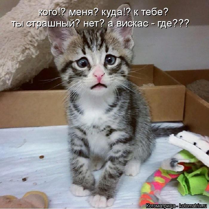 Котоматрица: кого!? меня? куда!? к тебе? ты страшный? нет? а вискас - где???