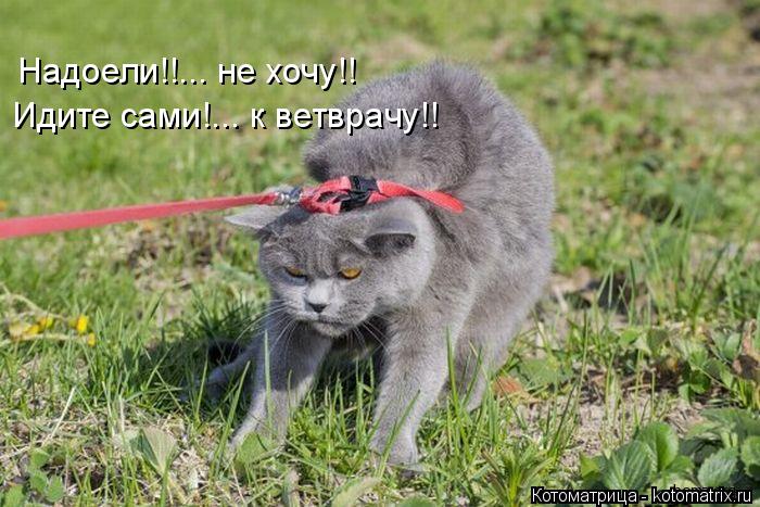 Котоматрица: Надоели!!... не хочу!! Идите сами!... к ветврачу!!
