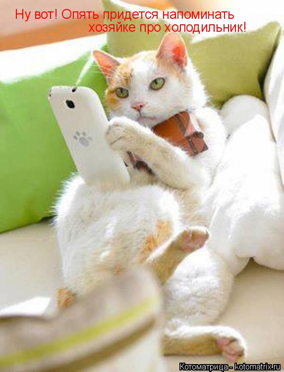 Котоматрица: Ну вот! Опять придется напоминать хозяйке про холодильник!