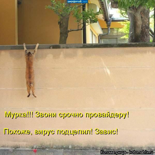 Котоматрица: Мурка!!! Звони срочно провайдеру! Похоже, вирус подцепил! Завис!