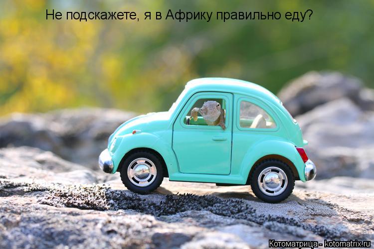 Котоматрица: Не подскажете, я в Африку правильно еду?