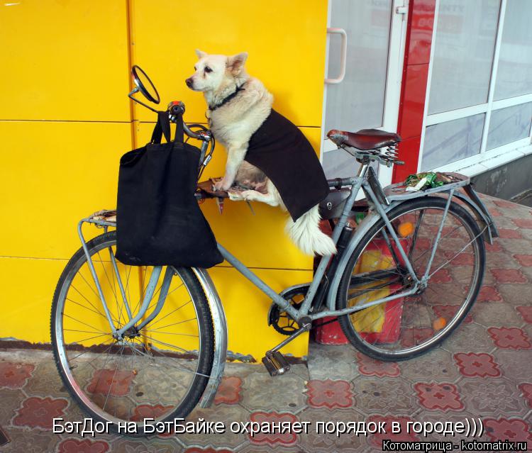 Котоматрица: БэтДог на БэтБайке охраняет порядок в городе)))