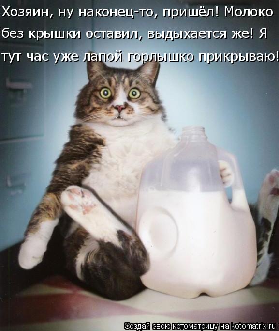 Хозяин, ну наконец-то, пришёл! Молоко тут час уже лапой горлышко прикрываю! без крышки оставил, выдых... Котоматрица: Хозяин, ну наконец-то, пришёл! Молоко тут час уже лапой горлышко прикрываю! без крышки оставил, выдыхается же! Я