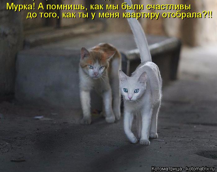 Котоматрица: Мурка! А помнишь, как мы были счастливы  до того, как ты у меня квартиру отобрала?!!