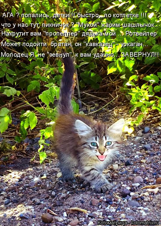 Котоматрица: АГА ? попались, детки !! быстро.. по котлетке !!! Накрутит вам "пропеллер" дядька мой ... Ротвейлер Молодец Я, не "зевнул", к вам удачно... ЗАВЕРНУЛ!! 