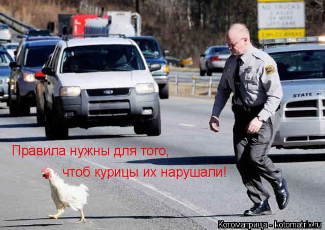 Котоматрица: Правила нужны для того,  чтоб курицы их нарушали!