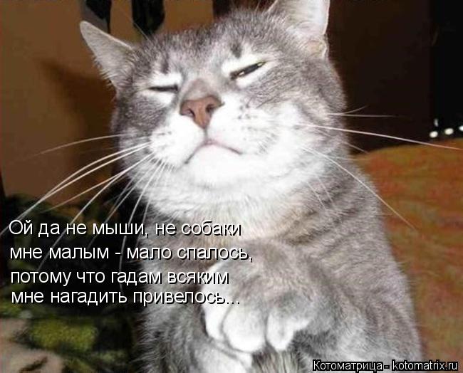 Котоматрица: Ой да не мыши, не собаки мне малым - мало спалось, потому что гадам всяким мне нагадить привелось...
