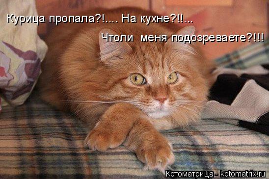 Котоматрица: Курица пропала?!.... На кухне?!!... Чтоли  меня подозреваете?!!!