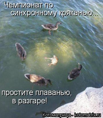Котоматрица: Чемпионат по синхронному кряканью... простите плаванью, в разгаре!