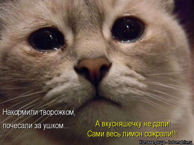 Котоматрица: Накормили творожком,  почесали за ушком... А вкусняшечку не дали! Сами весь лимон сожрали!!!