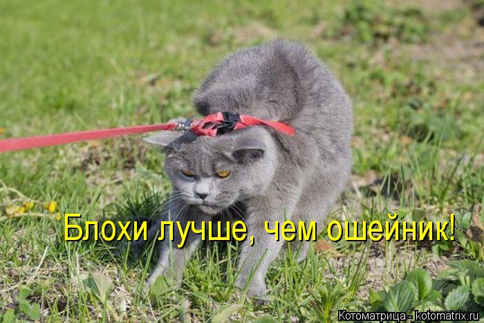 Котоматрица: Блохи лучше, чем ошейник!