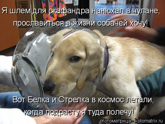 Вот Белка и Стрелка в космос летали, когда подрасту я туда полечу! Я шлем для скафандра нанюхал в чул... Котоматрица: Вот Белка и Стрелка в космос летали, когда подрасту я туда полечу! Я шлем для скафандра нанюхал в чулане, прославиться в жизни собачей хочу!