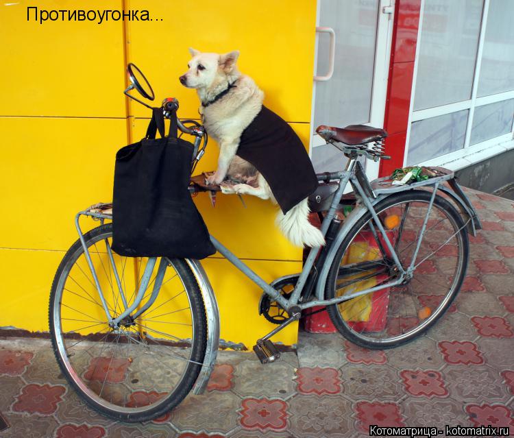 Котоматрица: Противоугонка...