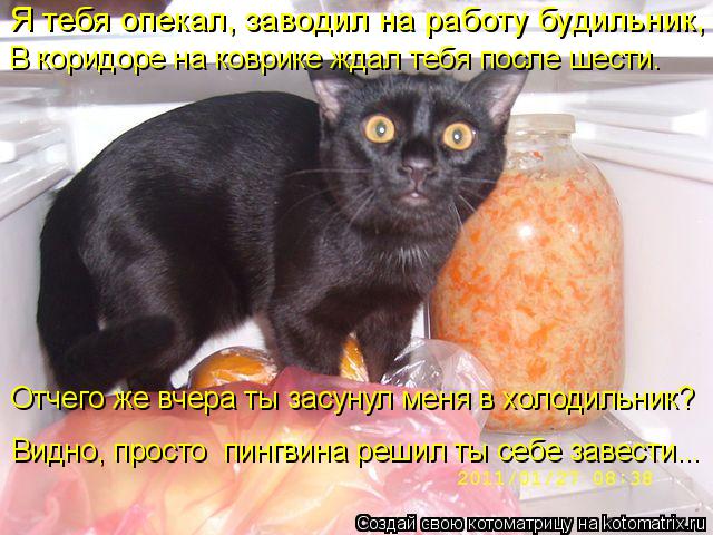Котоматрица: Я тебя опекал, заводил на работу будильник, В коридоре на коврике ждал тебя после шести. Отчего же вчера ты засунул меня в холодильник? Видно