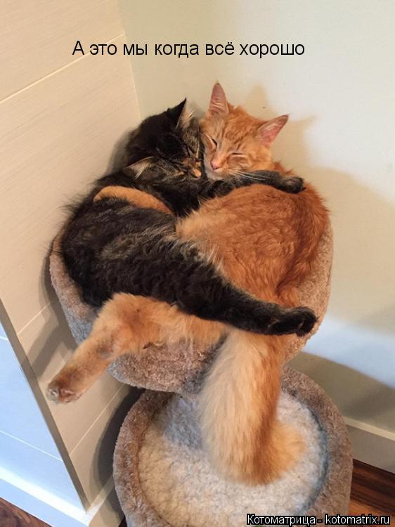 Котоматрица: А это мы когда всё хорошо