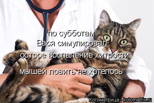 Котоматрица: по субботам Вася симулировал острое воспаление хитрости мышей ловить не хотелось