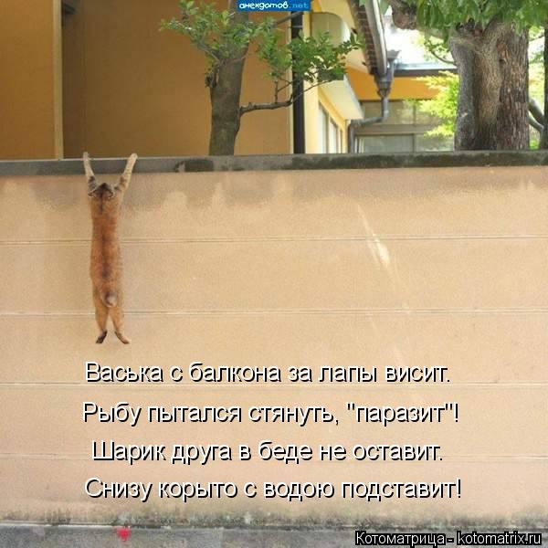Котоматрица: Снизу корыто с водою подставит! Васька с балкона за лапы висит. Рыбу пытался стянуть, "паразит"! Шарик друга в беде не оставит.