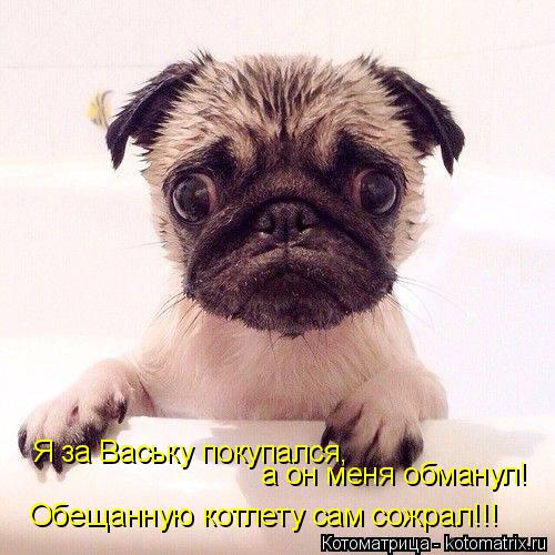 Котоматрица: Я за Ваську покупался,  а он меня обманул! Обещанную котлету сам сожрал!!!