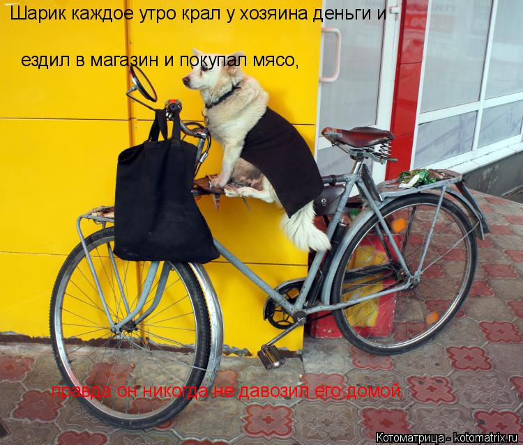 Котоматрица: Шарик каждое утро крал у хозяина деньги и ездил в магазин и покупал мясо, правда он никогда не давозил его домой.