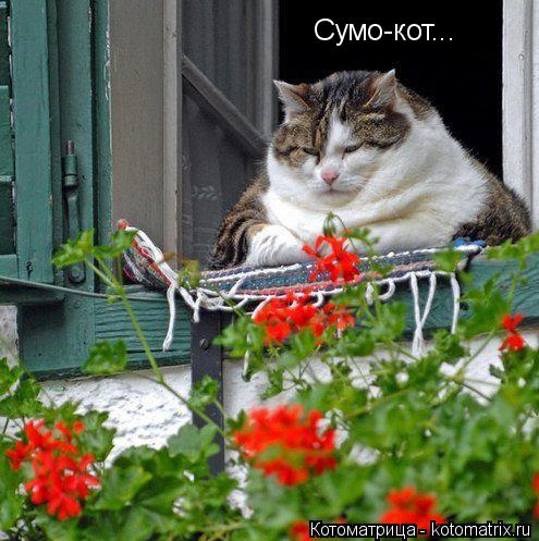 Котоматрица: Сумо-кот...