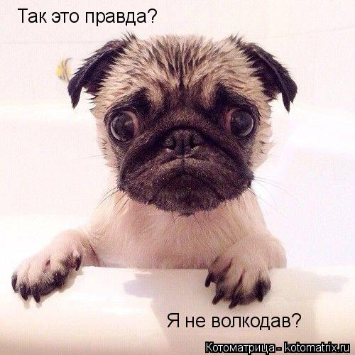 Котоматрица: Так это правда? Я не волкодав?