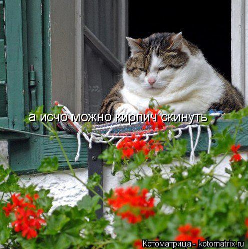 Котоматрица: а исчо можно кирпич скинуть