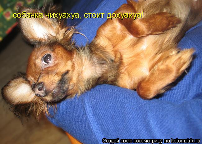 Котоматрица: собачка чихуахуа, стоит дохуахуа!