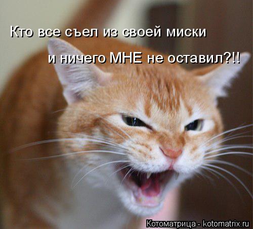 Котоматрица: Кто все съел из своей миски и ничего МНЕ не оставил?!!