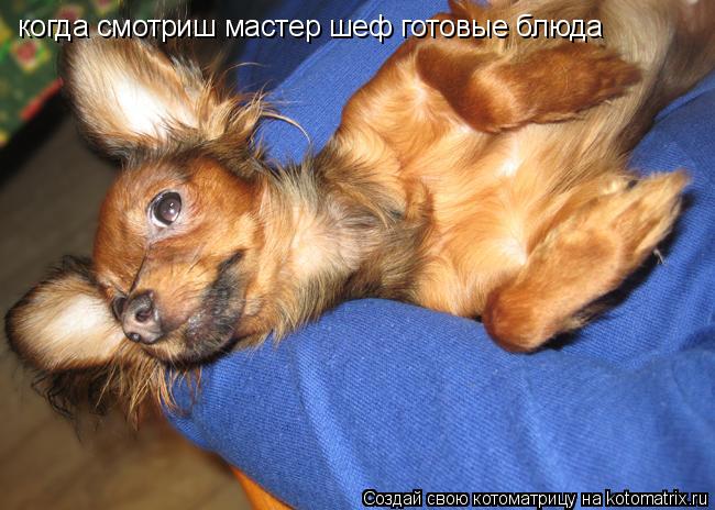 Котоматрица: когда смотриш мастер шеф готовые блюда