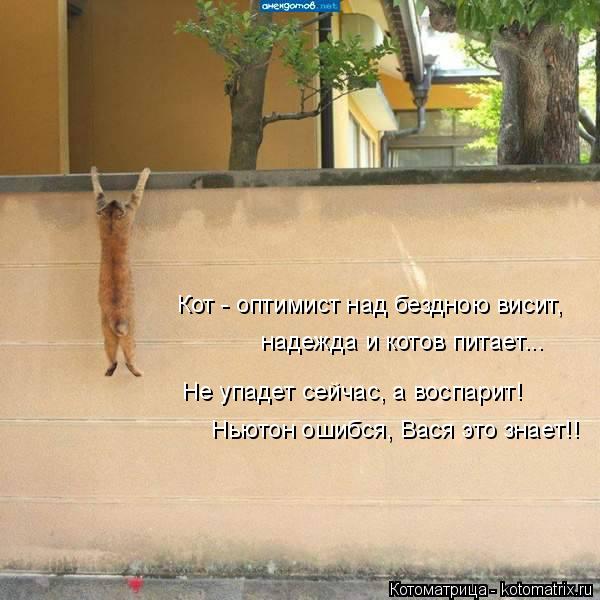 Котоматрица: Кот - оптимист над бездною висит, надежда и котов питает... Не упадет сейчас, а воспарит! Ньютон ошибся, Вася это знает!!
