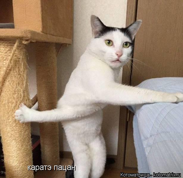 Котоматрица: каратэ пацан