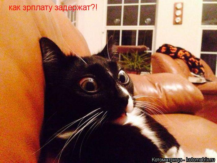 Котоматрица: как зрплату задержат?!