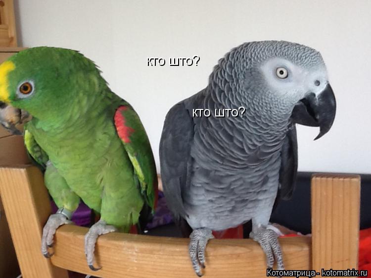 Котоматрица: кто што? кто што?