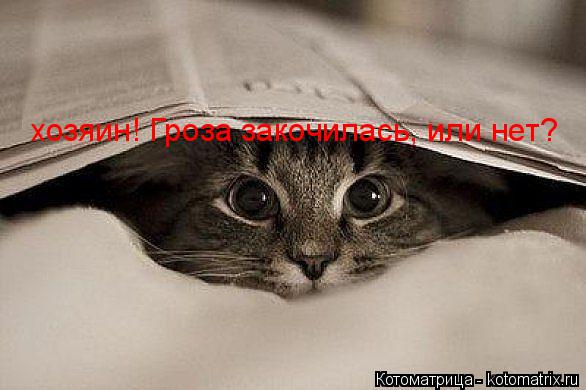 Котоматрица: хозяин! Гроза закочилась, или нет?