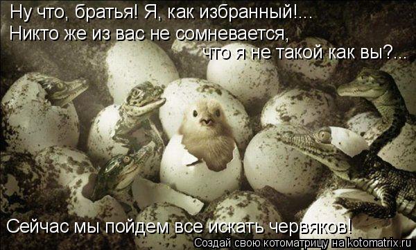Котоматрица: Ну что, братья! Я, как избранный!... Никто же из вас не сомневается,  что я не такой как вы?... Сейчас мы пойдем все искать червяков!