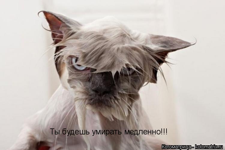 Котоматрица: Ты будешь умирать медленно!!!
