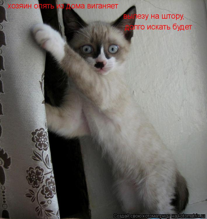 Котоматрица: хозяин опять из дома виганяет вылезу на штору,  долго искать будет