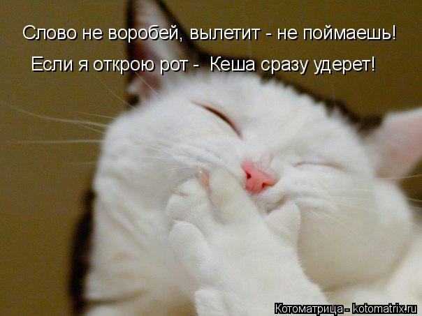 Котоматрица: Слово не воробей, вылетит - не поймаешь! Если я открою рот -  Кеша сразу удерет!