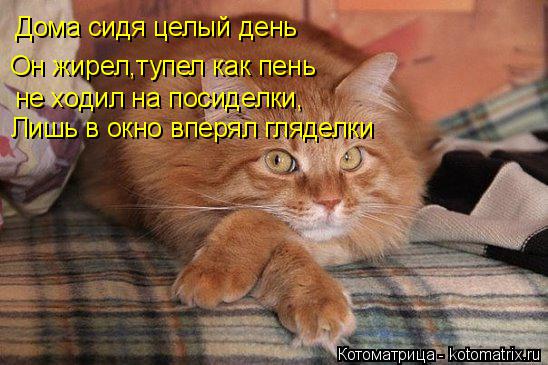 Котоматрица: Дома сидя целый день Он жирел,тупел как пень не ходил на посиделки, Лишь в окно вперял гляделки