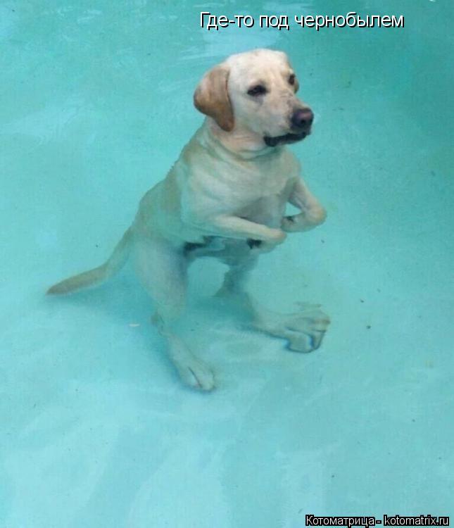 Котоматрица: Где-то под чернобылем