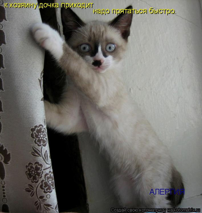 Котоматрица: к хозяину дочка приходит надо прятаться быстро. АЛЕРГИЯ