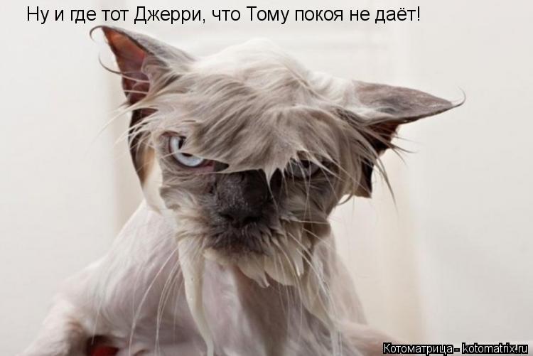 Котоматрица: Ну и где тот Джерри, что Тому покоя не даёт!