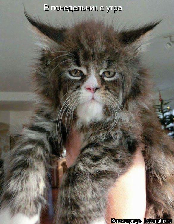 Котоматрица: В понедельник с утра