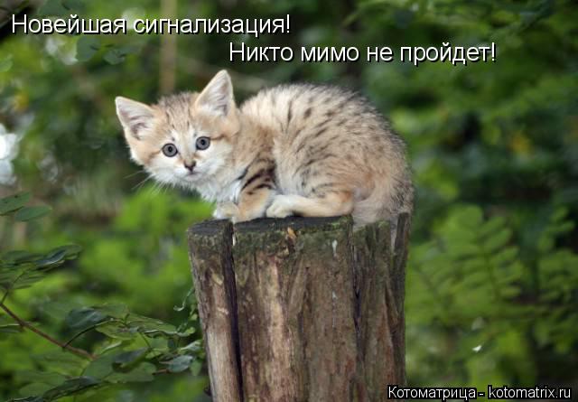 Котоматрица: Новейшая сигнализация! Никто мимо не пройдет!