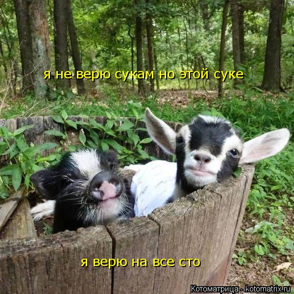 Котоматрица: я не верю сукам но  я не верю сукам но этой суке я верю на все сто