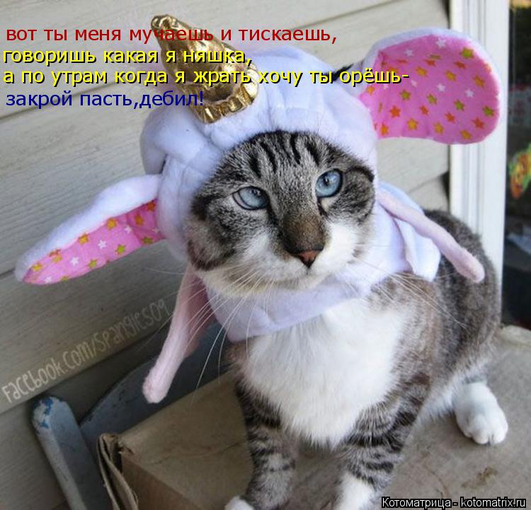 Котоматрица: вот ты меня мучаешь и тискаешь, говоришь какая я няшка, а по утрам когда я жрать хочу ты орёшь- закрой пасть,дебил!